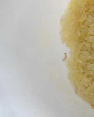 česká cena RÝŽE parboiled
